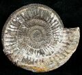 Pyritized Dactylioceras Ammonite - UK #10547-1